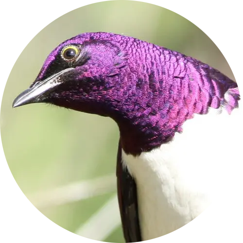 logo.webp